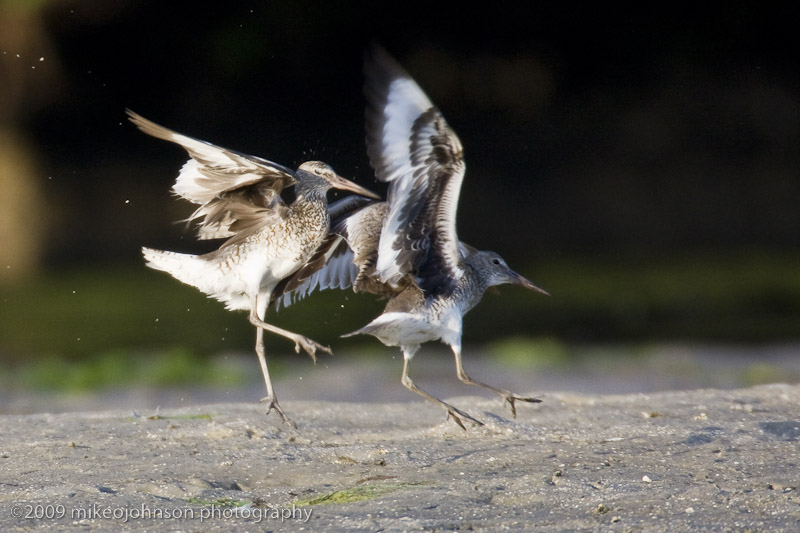 005-Willets Copulating