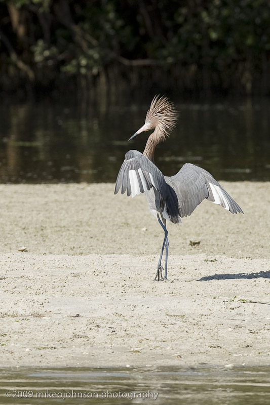 007-Reddish Egret Display