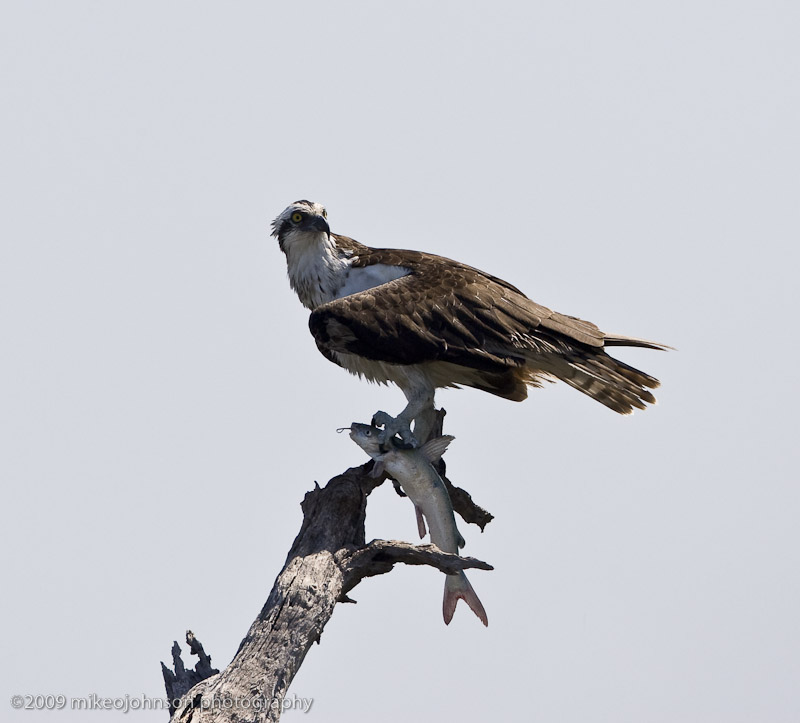 008-Osprey with Fish