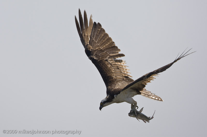010-Osprey with Fish