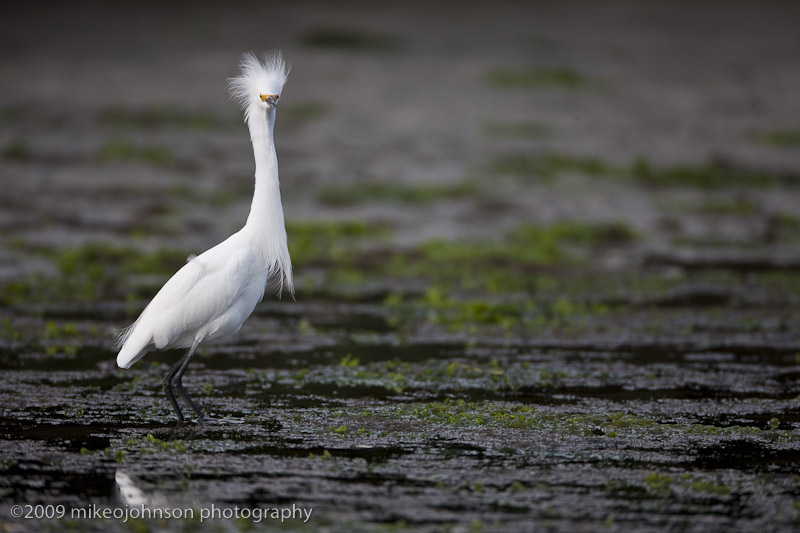 011-Snowy Egret