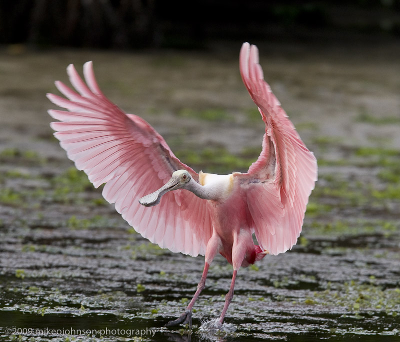 012-Spoonbill Landing