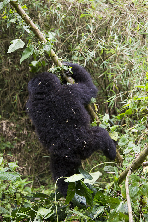 016-Juvenile Climbs the Bamboo