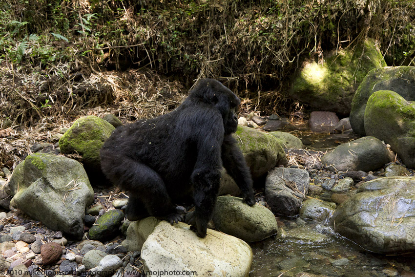 035-Gorilla at the River