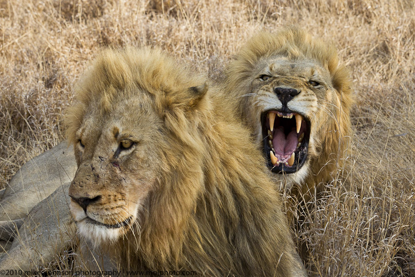 017-Lion Roars with Brother