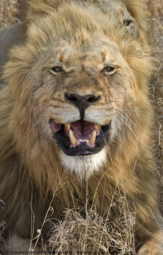 018-Lion Roars with Brother