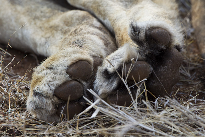 019-Lion Paws
