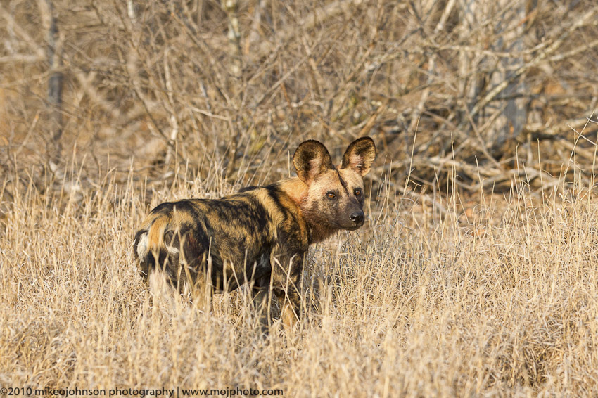 036-Wild Dog Looks Back