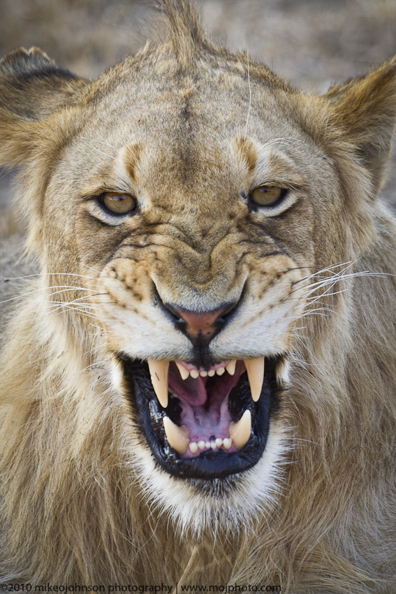 012-Lion Phlemming