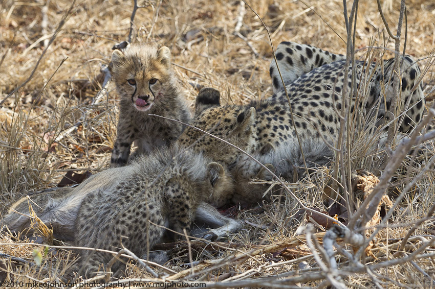 034-Cheetahs Eating Duiker