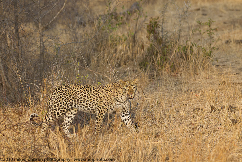 011-Leopard Walking