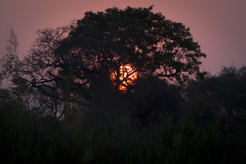 013-Sunset behind Tree