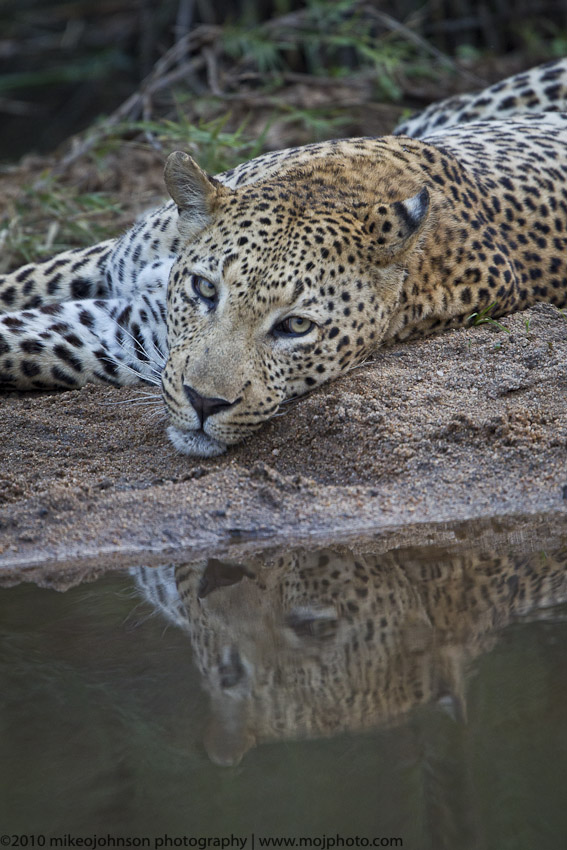 014-Leopard by River
