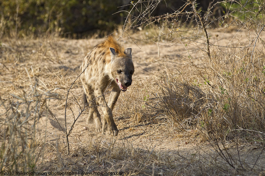 024-Hyena