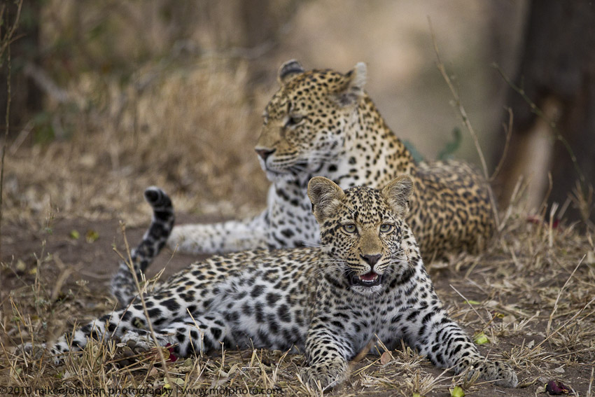 053-Leopad Cub with Mom