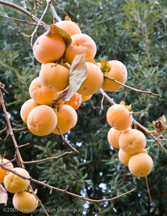 Apricot study