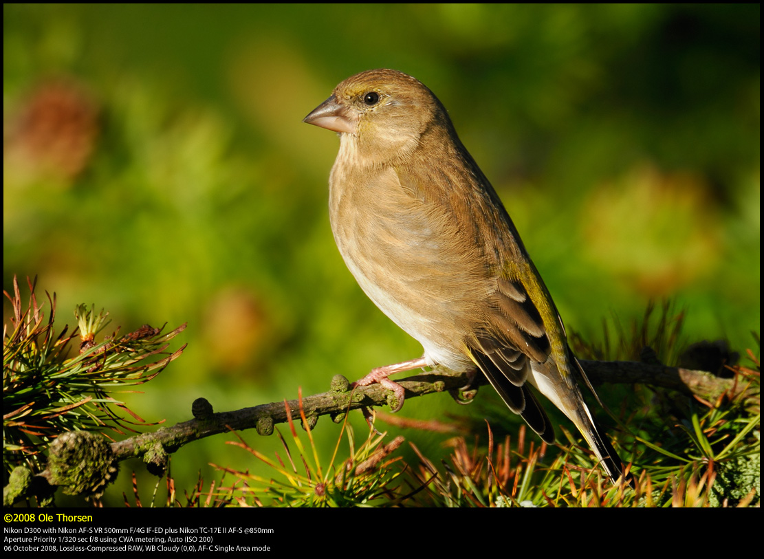 Greenfinch (Grnirisk / Carduelis chloris)