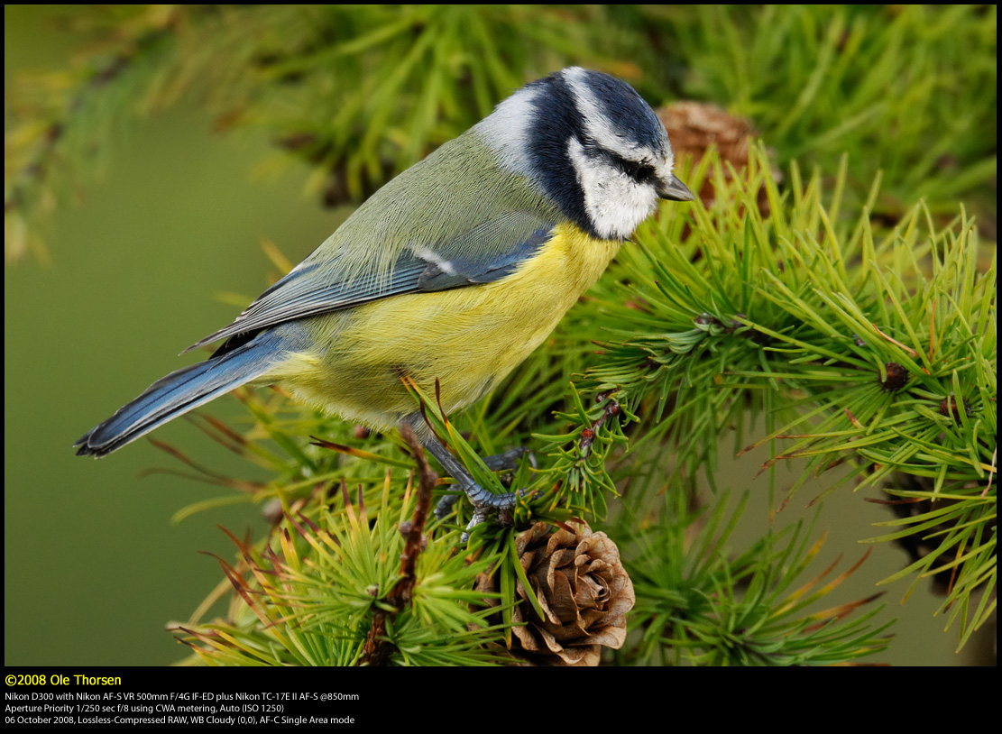 Blue tit (Blmejse / Cyanistes caeruleus)