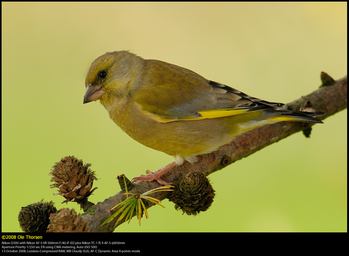 Greenfinch (Grnirisk / Carduelis chloris)