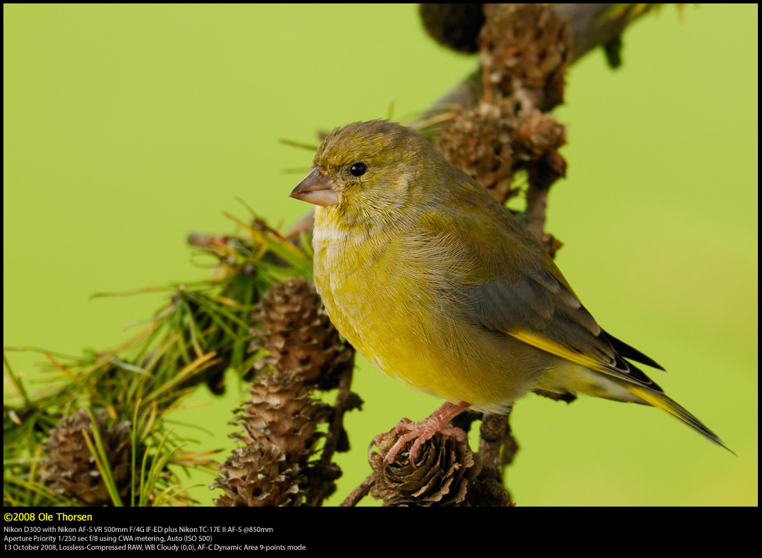 Greenfinch (Grnirisk / Carduelis chloris)