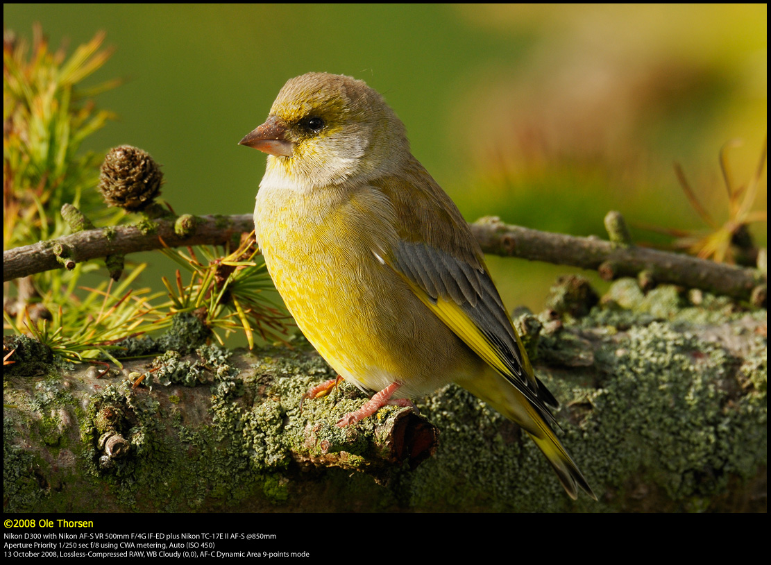 Greenfinch (Grnirisk / Carduelis chloris)