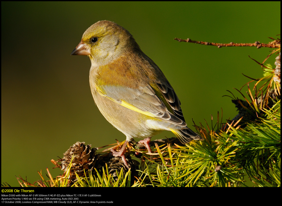 Greenfinch (Grnirisk / Carduelis chloris)