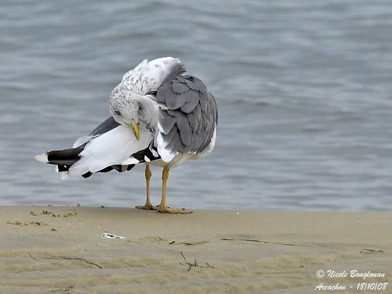 LESSER-BLACK-BACKED-GULL