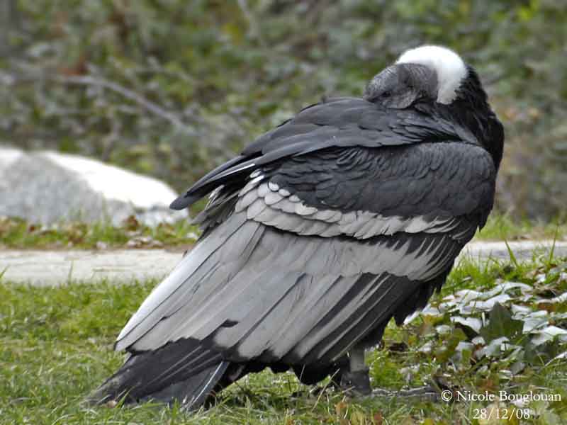 ANDEAN CONDOR FEMALE