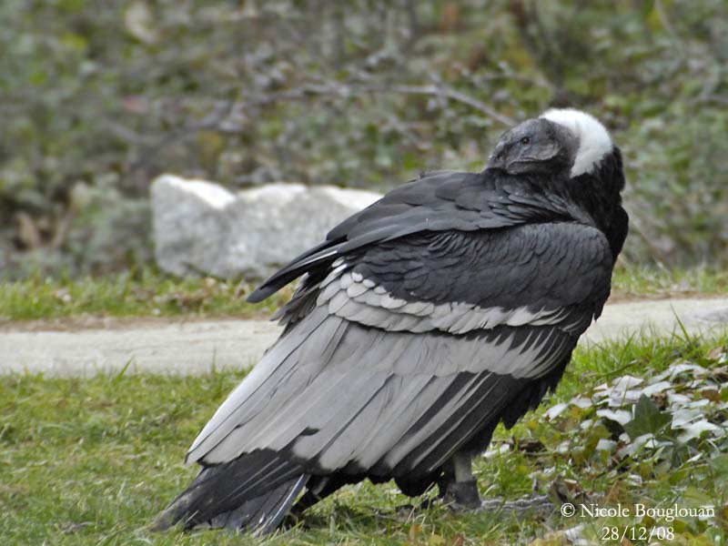 ANDEAN CONDOR FEMALE