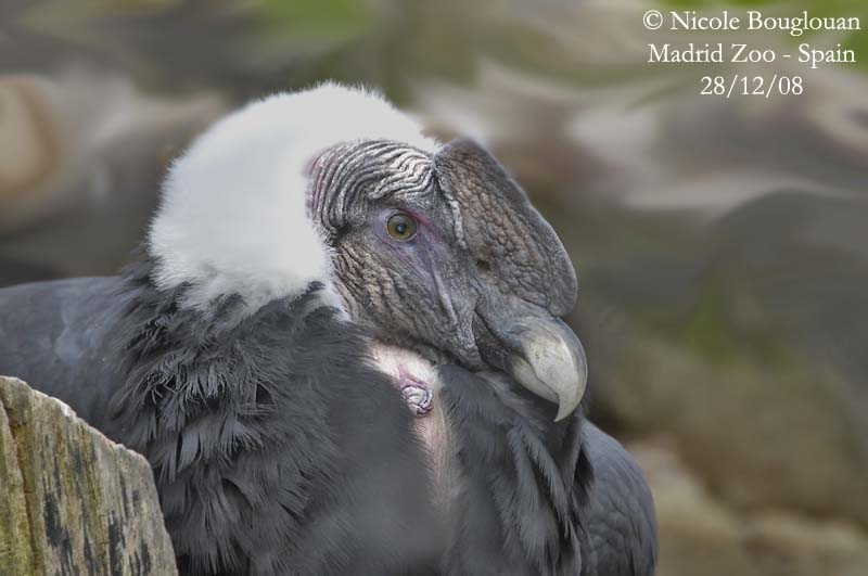 ANDEAN CONDOR MALE