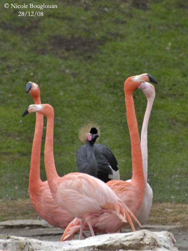 CARIBBEAN FLAMINGO