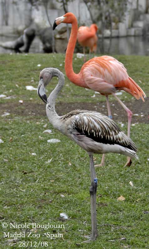 CARIBBEAN FLAMINGO