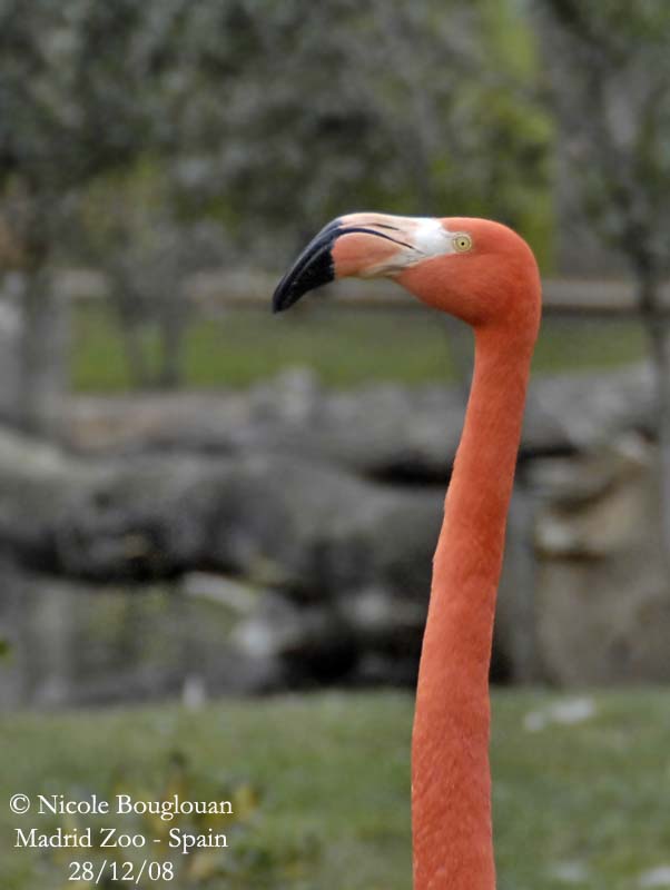 CARIBBEAN FLAMINGO