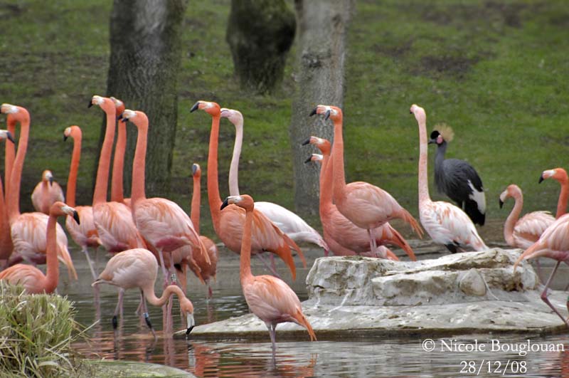 CARIBBEAN FLAMINGO