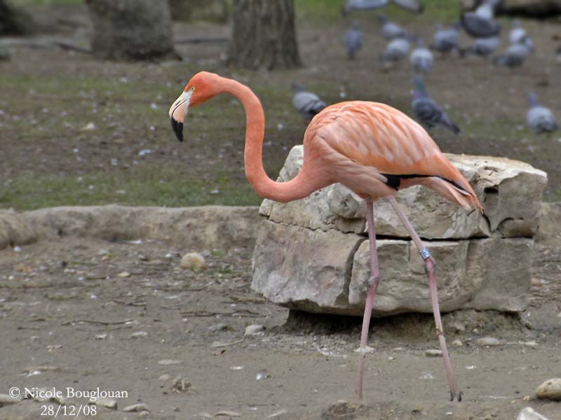 CARIBBEAN FLAMINGO