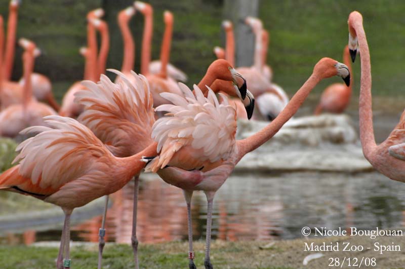 CARIBBEAN FLAMINGO