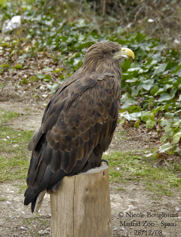 WHITE TAILED SEA EAGLE