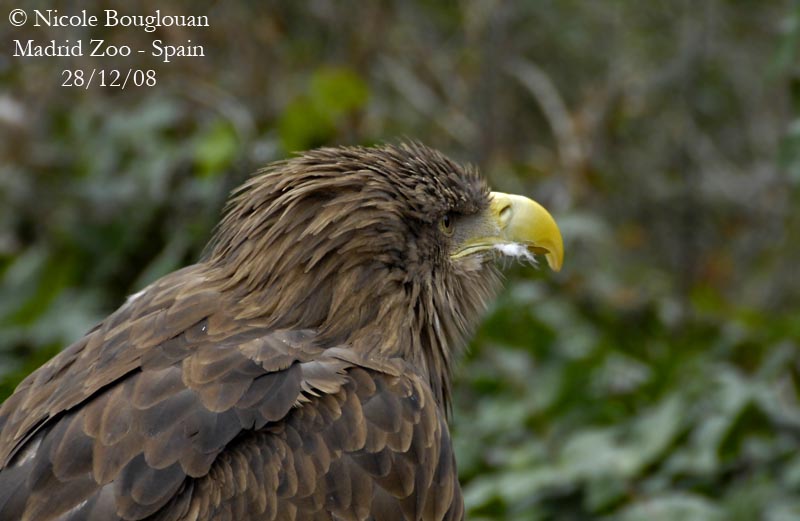 WHITE TAILED SEA EAGLE