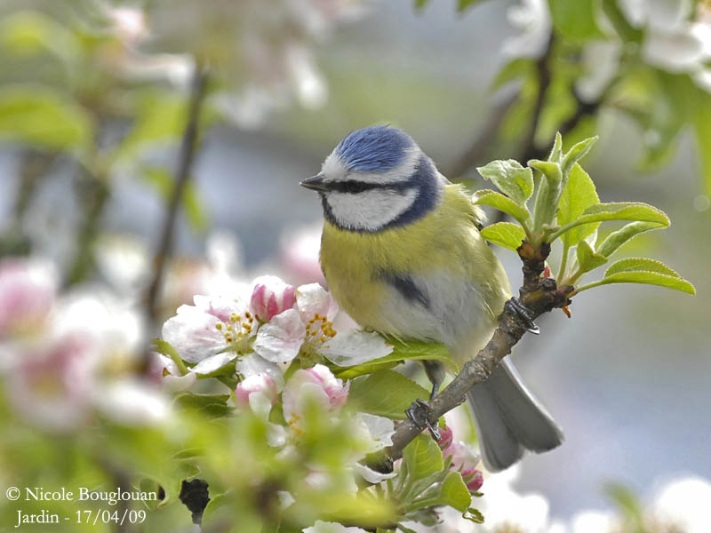 BLUE TIT