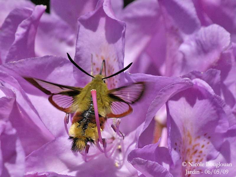 BROAD-BORDERED BEE HAWK-MOTH