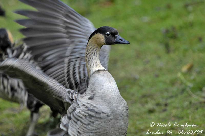 HAWAIIAN GOOSE