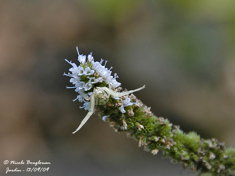 MISUMENA VATIA waiting for prey - She disappeared some days later.