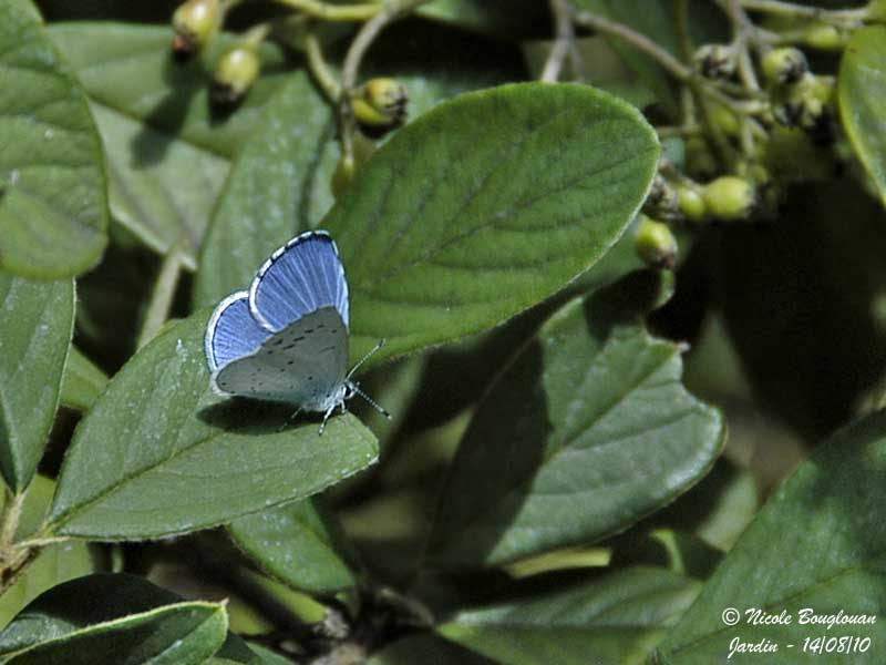HOLLY BLUE - CELASTRINA ARGIOLUS - AZURE DES NERPRUNS