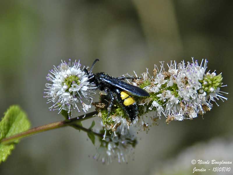 SCOLIA HIRTA