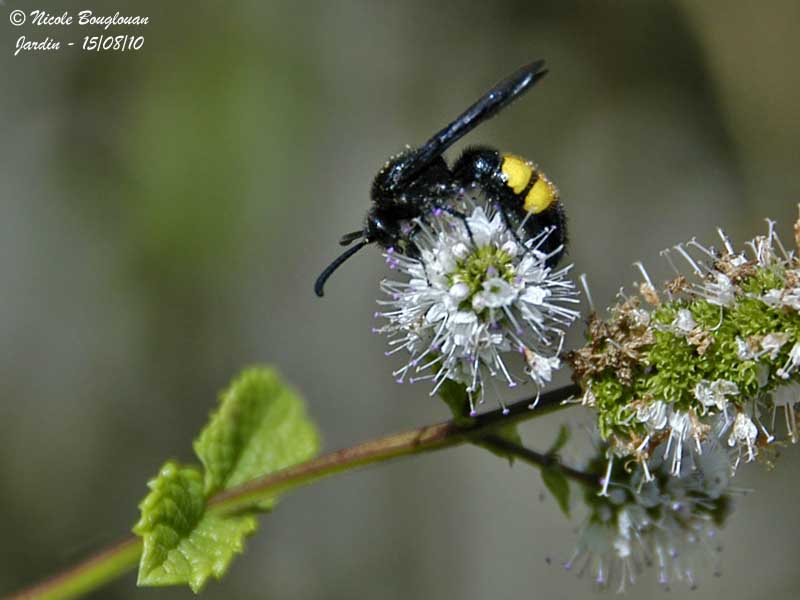 SCOLIA HIRTA
