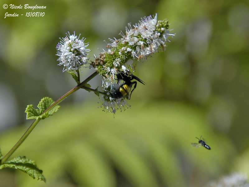 SCOLIA HIRTA