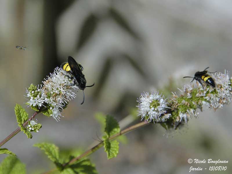 SCOLIA HIRTA