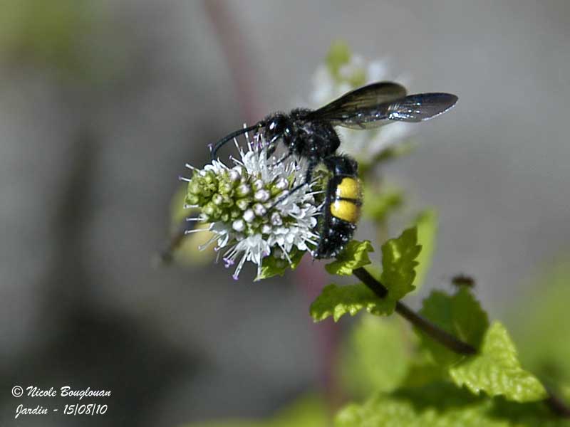 SCOLIA HIRTA