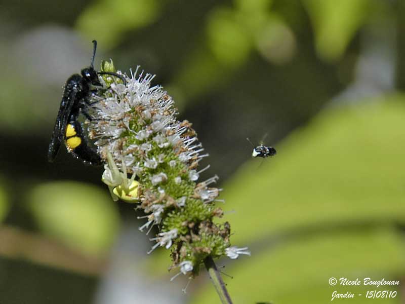 Scolia hirta and Misumena vatia