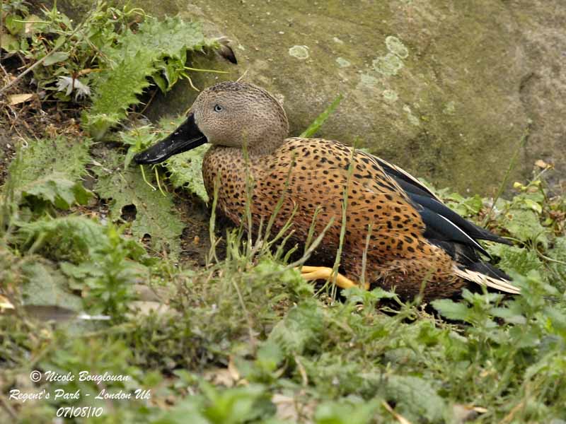 RED-SHOVELER